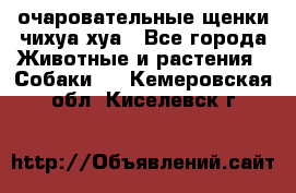 очаровательные щенки чихуа-хуа - Все города Животные и растения » Собаки   . Кемеровская обл.,Киселевск г.